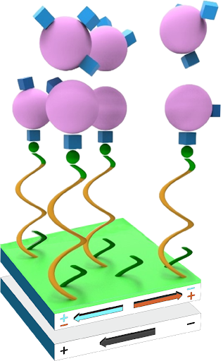 Zepto's GMR biosensor: magnetic nanoparticles linked by streptavidin and biotin to target cell-free DNA captured on probes at the Zepto bio-surface, above the free and fixed magnetic layers.